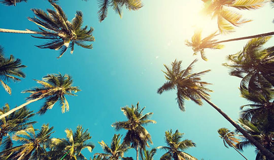 Palm trees header image